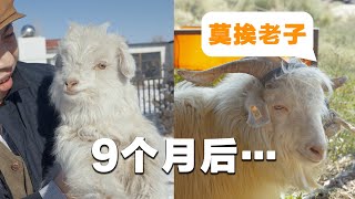 [ENG SUB] 看这只羊羊，才9个月就长成这么一大盘啦！| 重返毛乌素【食贫道】