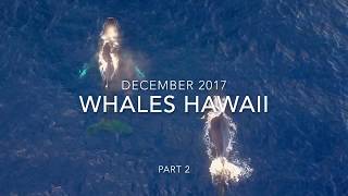 Whales Hawaii December 2017 Part 2 DJI Mavic Pro Footage