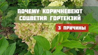 Гортензия РОЗОВЕЕТ и сразу ПОРТИТСЯ | КОРИЧНЕВЫЕ цветы у метельчатой, в чем ПРИЧИНА?