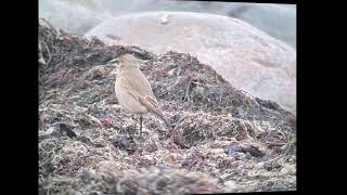 Isabellastenskvätta/ Isabelline Wheatear