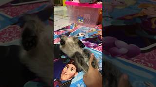 Shik Shek Shok Part 2 #cat #catlover #kitten #anakkucinglucuimutgemesin #animallover #bellydance