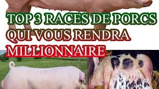 Ses 3 races de porcs vous rendra millionnaire