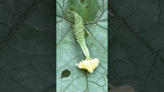 You never thought that a young bitter gourd looks like this【若いゴーヤがこんな姿だとは思わなかったでしょう】#shorts