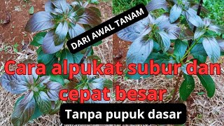 DARI AWAL TANAM!!!!CARA pemupukan ALPUKAT agar SUBUR DAN CEPAT BESAR