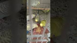 Fallow budgerigar فیلو بجری گر | Hand tame budgerigar