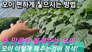 #오이참쉽게키우는방법#유인줄로키워야되는이유#오이잘키우기#Grow Cucumbers Easily#농사유튜브