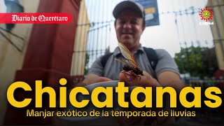 Chicatanas: un lujo que se da en temporada de lluvia