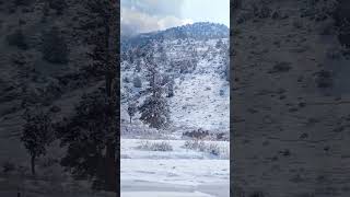 Ziarat Balochistan Snowfall #2024 #explorepakistan #adventure #shrots