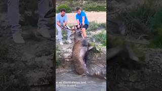 Rescue a Stag# بارہ سنگھاہ#shortvideo #trending #viral #youtube #fypシ #reels #short #shorts #vlog