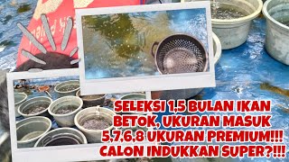 SELEKSI 1,5 BULAN IKAN BETOK MASUK 5,7,6,8 PREMIUM!! FULL PAKAN, HANYA PAKAI USUS AYAM?!!