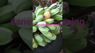 Harvesting banana