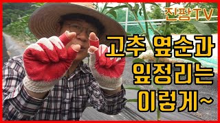 고추 옆 순과 잎 정리는 이렇게 하세요(농사 팁, 고추농사, 고추재배)