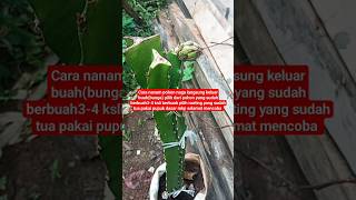 cara stek langsung keluar bbuah(bunga) #berkebun #berkebundirumah #petualangan #lebah #madu