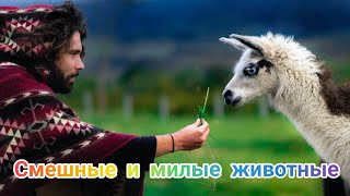 Наши любимые , смешные питомцы /Our favorite , funny pets