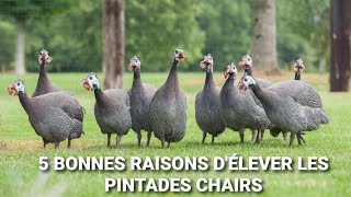 Voici 5 Bonnes raisons d'Elever les pintades Chairs ou Galors