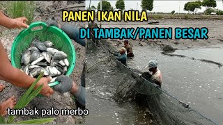 tangkap ikan : PANEN IKAN NILA DI TAMBAK || Tambak ikan ||  Palo merbo