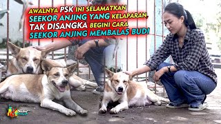 AWALNYA P5K INI SELAMATKAN SEEKOR ANJING KELAPARAN, TAK DISANGKA BEGINI CARA ANJING MEMBALAS BUDI