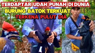 DI MATA DUNIA BURUNG INI UDAH PUNAH‼️DAN KITA MENDAPAT KAN NYA⁉️