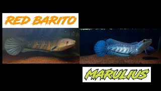 Red maru barito vs Marulius seruyan merah vs spot