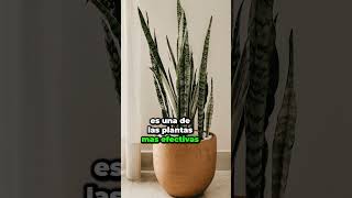 ¡5 Datos Alucinantes Sobre la Sansevieria que No Podrás Creer! 🌱💥