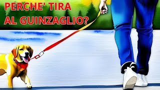 Cane che tira al guinzaglio? Ecco le 10 cause e le strategie per un'addestramento efficace