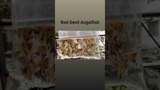 Red Devil Angelfish