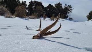 FIRST BROWN ELK (ROAD) SHEDS OF 2021!!! Part 2