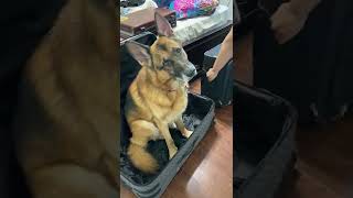 German Shepherd sitting in suitcase as he wants to fly.