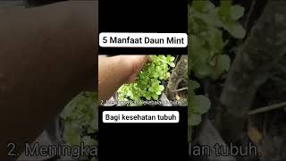 5 Manfaat Daun Mint Bagi Kesehatan  #manfaatdaunmint #daunmint #kesehatan #herbal #tanamanherbal