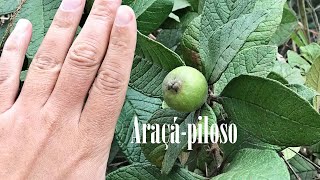 ARAÇÁ-PILOSO | Raríssimo Araçá da Serra da Mantiqueira