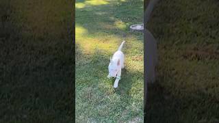 Dogs Puppies : 🔥🔥🔥🔥 #Akc #BullTerrier #ChosenSheepKennels #ChosenSheep #3Month #Female #AllWhite