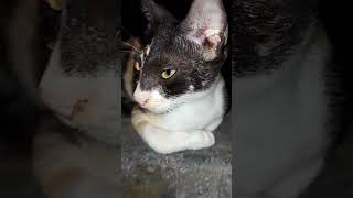 kitty pet sitting Down #shorts #catvideos #video