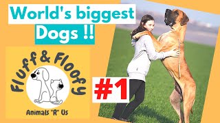 Meet 100kg plus Dogs! Biggest Dogs in the World 1! #TibetanMastiff #GreatDane #shorts