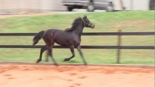 BCW Isabeau- Friesian/Thoroughbred Cross {For Sale}