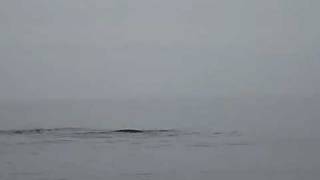 Right Whale in Bay of Fundy