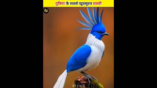 World,s Most Beatiful Birds #shorts