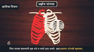 आपली अस्थीसंस्था | Human Skeletal system | इयत्ता 6वी | धडा 8वा |सामान्य विज्ञान | std 6th Science