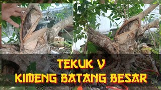 cara cepat membuat gerak dasar bonsai kimeng