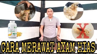 Cara Merawat Ayam Hias