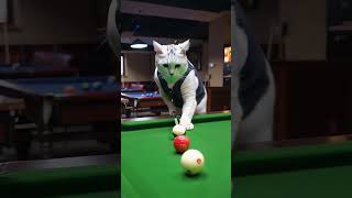 It's time to show the real skills. This billiard ball is really silent. This cat is going to be