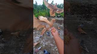 Easy way to feed pigeon #shorts #pigeon #birds