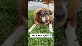 Dog with fascinating blue-green eyes💚💙