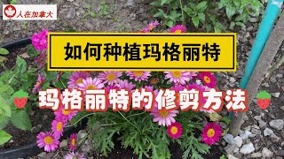 玛格丽特如何种植和修剪？/How to plant and prune Margurite?