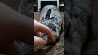 Самый послушный кролик 💗🥬🐇