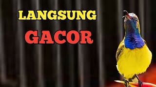 LANGSUNG GACOR, PANCINGAN SOGON BIKIN LANGSUNG GACOR