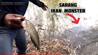 Mancing haruan di hutan terlarang