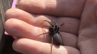 Two Beautiful Large Spiders & A Pair Of Queen Wasps