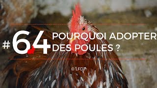 POURQUOI ADOPTER DES POULES ? │LFDT #64