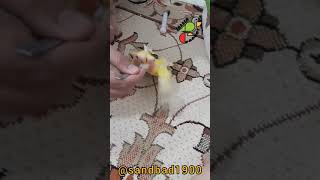 سرلاک دادن به جوجه کوتوله زرد صورت هلویی با قاشق مخصوص handfeeding peach face lovebird whit Spoon