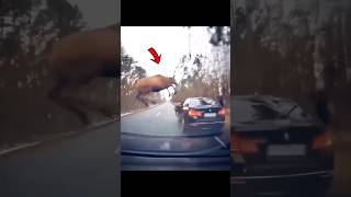 Wild Deer Leap Across Highway – Near-Miss Caught on Camera #shorts